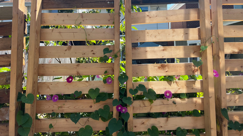 Purple morning glories peek through a wood fence, trained by trellises