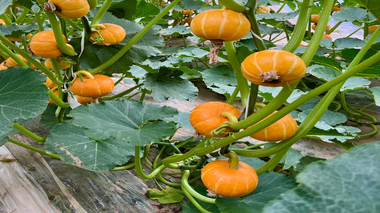 Pumpkin vines can be trained to grow vertically.