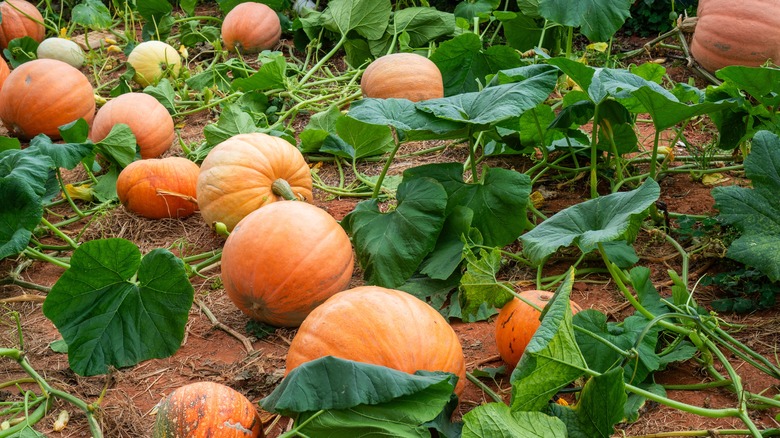 Pumpkins with extensive vines are growing in the pumpkin patch.