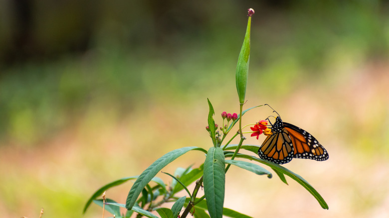 Monarch butterfly on milkweed plant