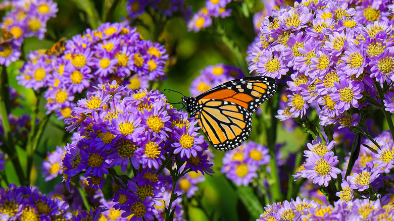 Monarch butterfly in garden