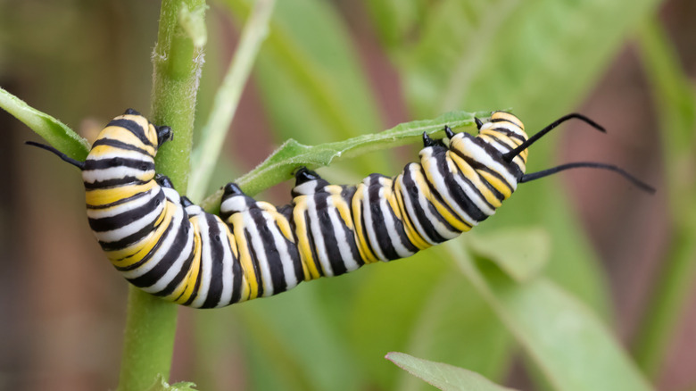 Monarch caterpillar on milkweed plant