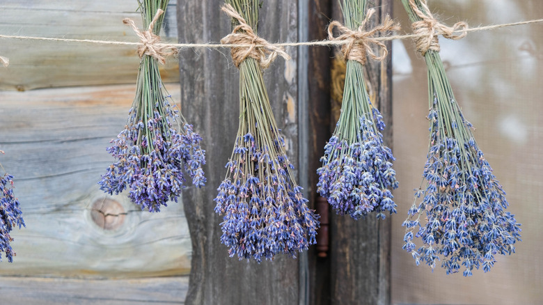 Four bouquets of lavender hanging upside down on a string in front of a wood background