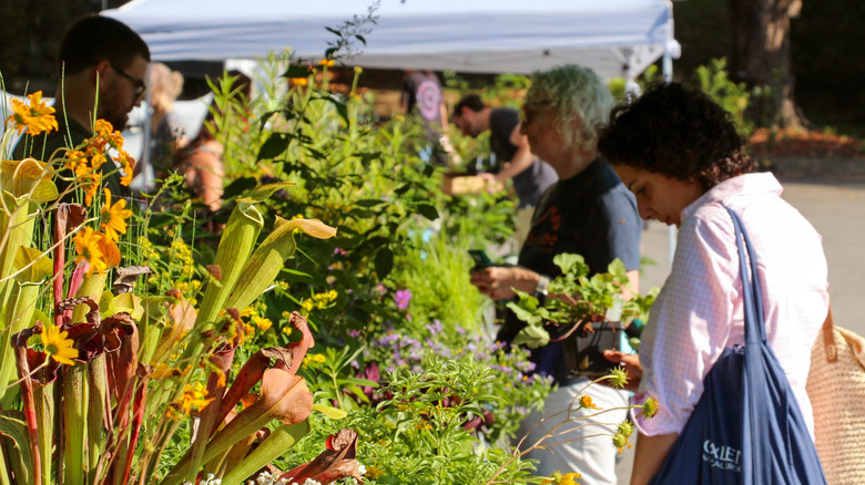 Shoppers at a Tennessee native plant sale
