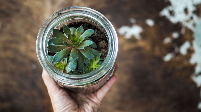 Succulent in glass jar planter