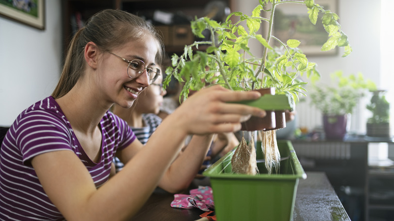 Girl growing hydroponic tomatoes