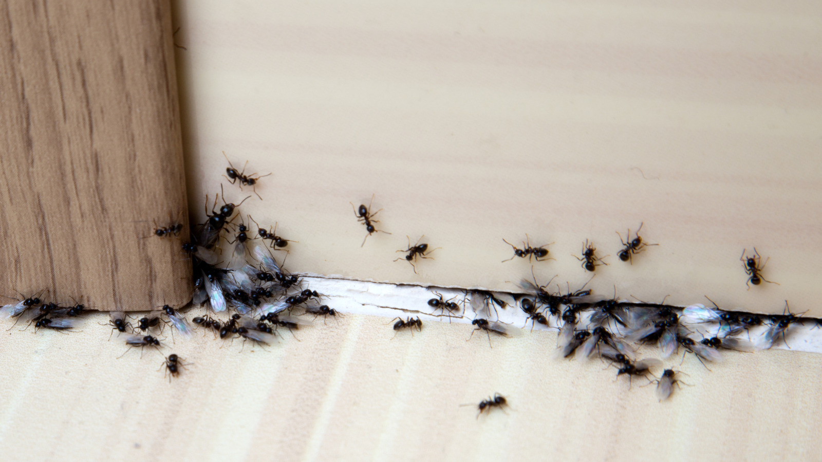 How To Trap Bugs With A Chemical That's Already In Your Garage