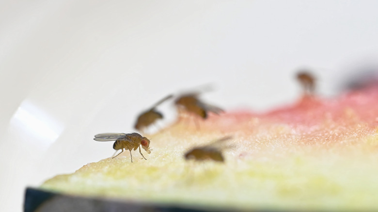 fruit flies on fruit