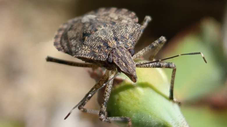 A macro shot of brown marmorated stink bug (Halyomorpha halys)