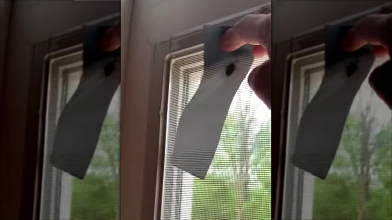 A person uses duct tape to catch a stink bug