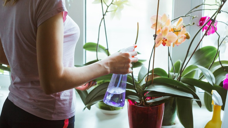 woman spraying an orchid plant