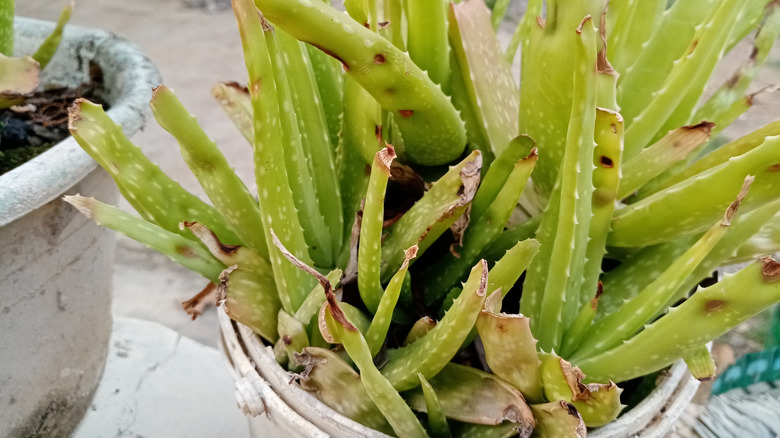 Sick aloe vera plant