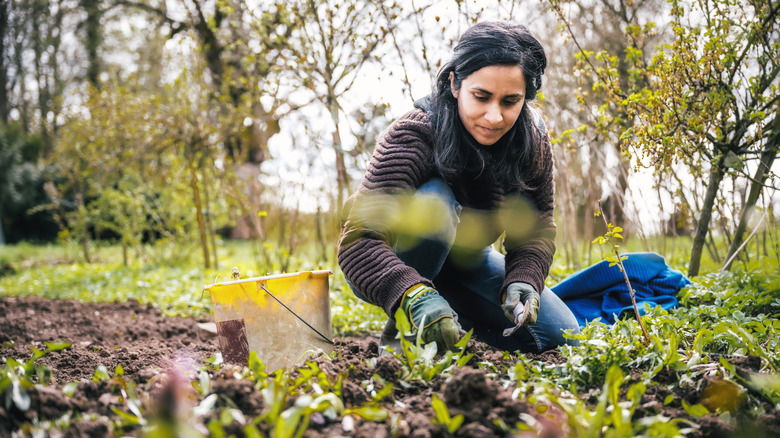 removing weeds in garden
