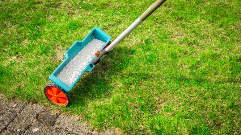 person applying weed and feed
