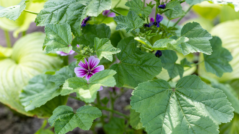 mallow plants in a garden