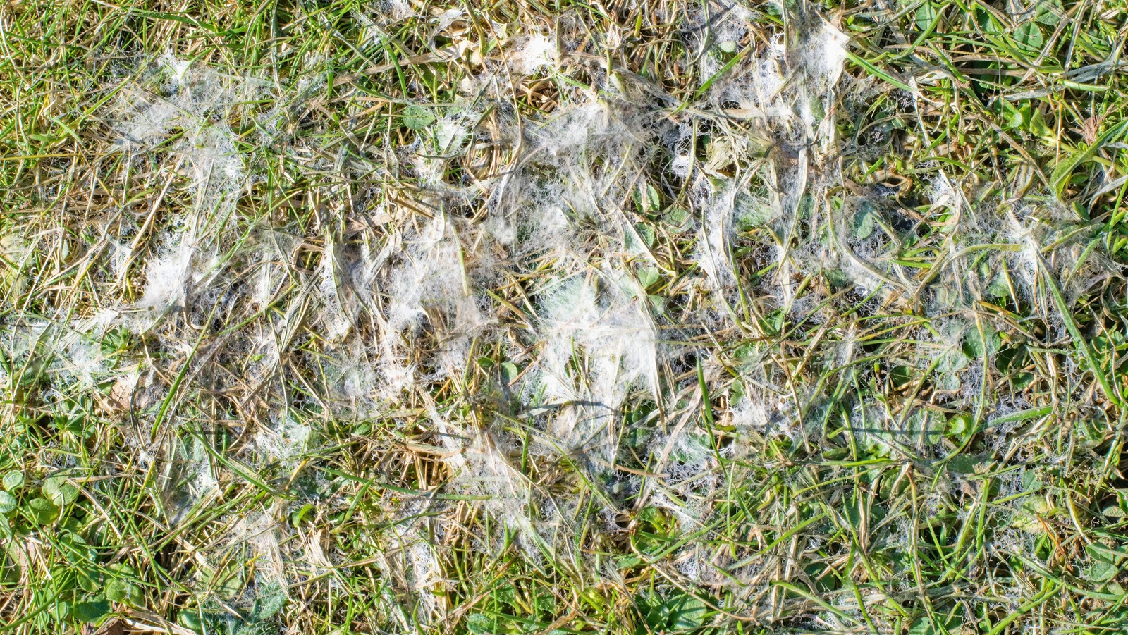 How To Treat Your Lawn For Snow Mold