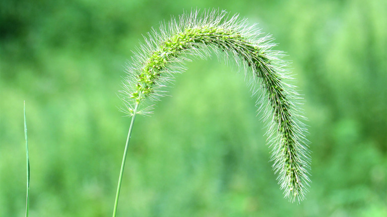close up of green foxtail