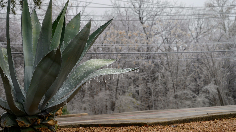 Agave plant with icicles