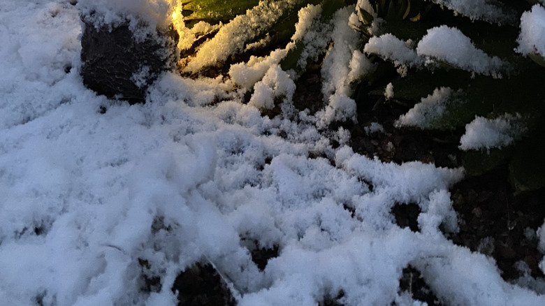 Agave plants covered in snow