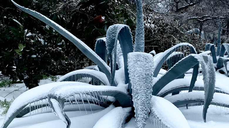 Agave plant covered in snow and ice