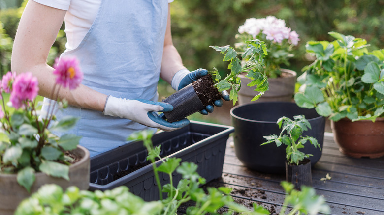 woman repotting plants into containers for an outdoor container garden