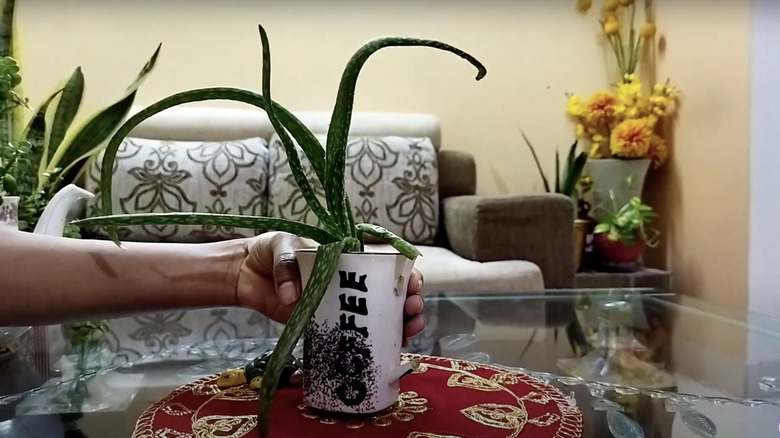 Broken coffee mug planter