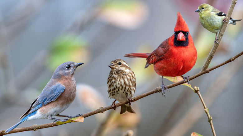 Birds perched on twig