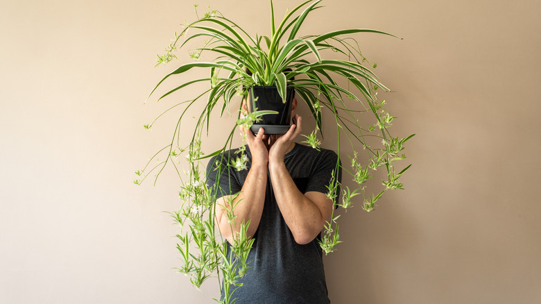 Man holding a spider plant with multiple plantlet baby plants