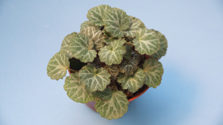 How To Turn A Simple Indoor Strawberry Begonia Plant Into A Beautiful Statement Piece