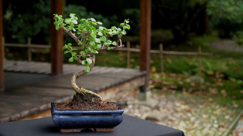 A jade plant shaped into a bonsai tree sits outside on a black table in a traditional Japanese garden.