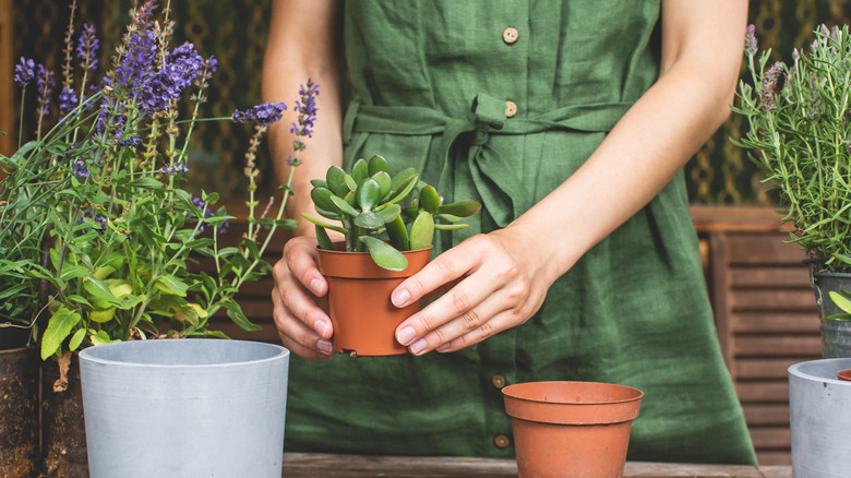 A woman holds a small potted jade plant in her hands with other potted plants nearby.