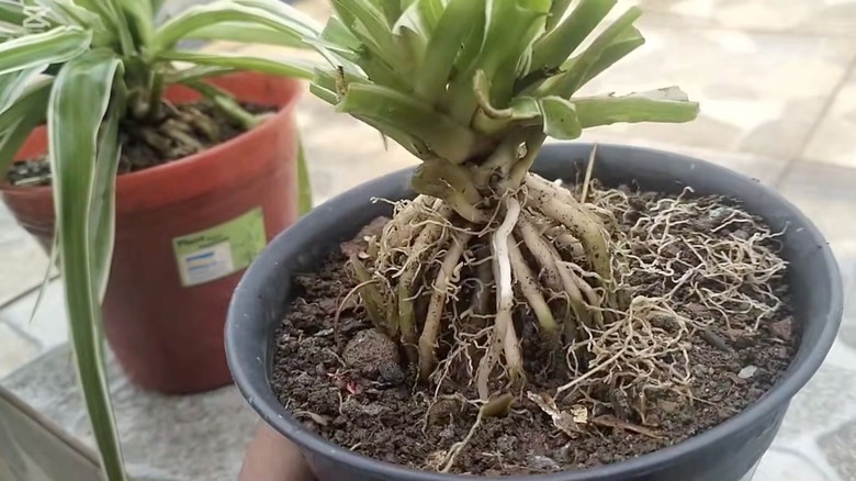view of roots of bonsai spider plant