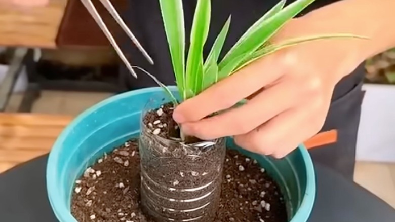 planting spider plant cutting into plastic bottle