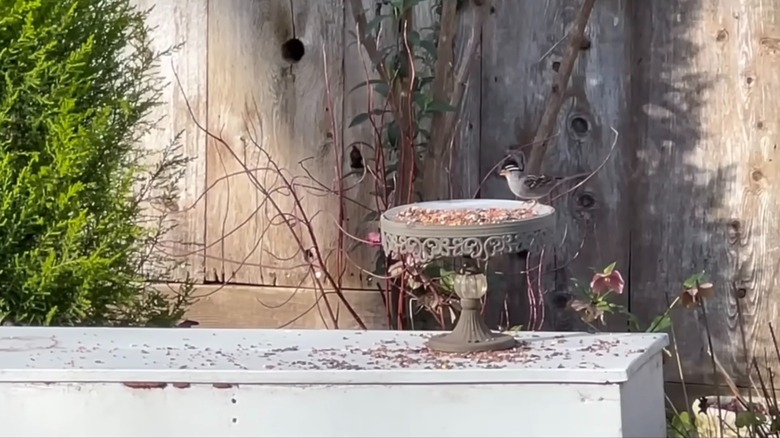 Old cake stand bird feeder with bird perched on the rim eating bird seed.