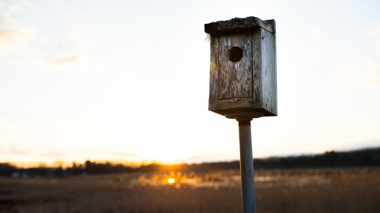 A small wooden bird box is attached to a pole overlooking a sunset.