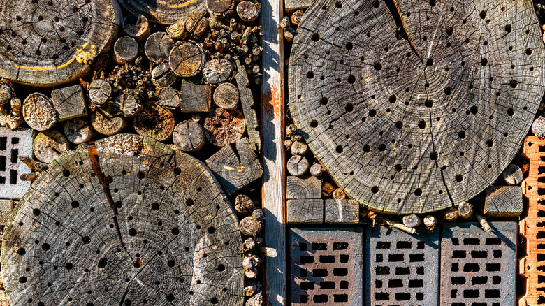 View of a tee stump with holes drilled into surface to create a bee house