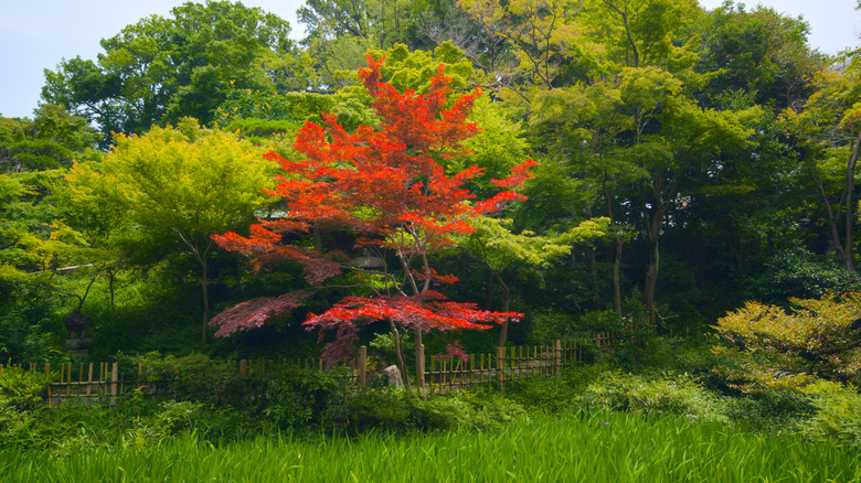 A red-leafed Japanese maple stands among trees with green leaves.