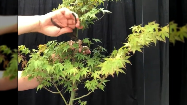 A light skinned hand makes a trunk chop on a Japanese maple bonsai.