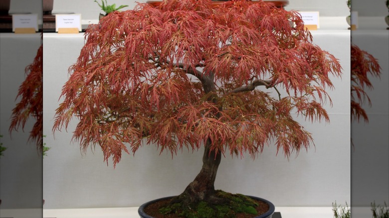 A Japanese bonsai tree indoors