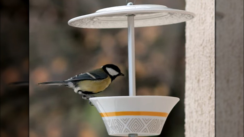 A bird eats from a birdfeeder made from two plates.