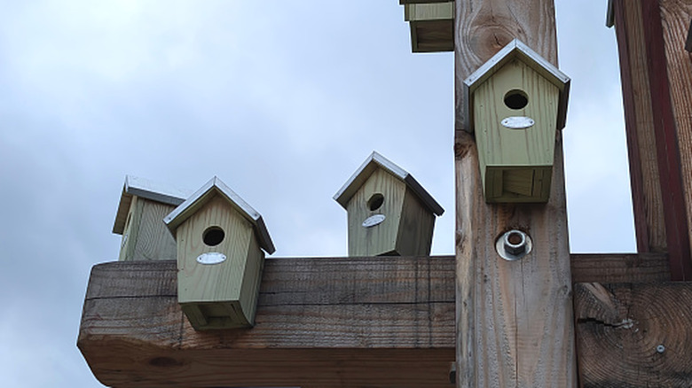 Birdhouses positioned on the beams of a pergola