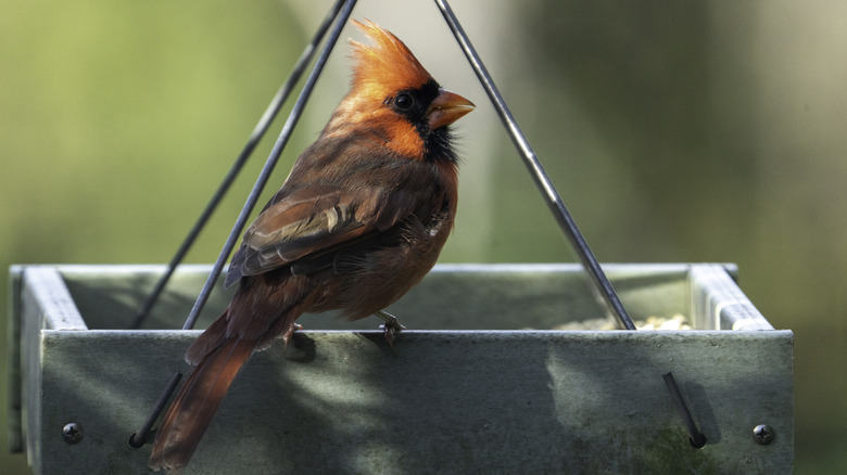 A brown northern cardinal perched on a platform feeder