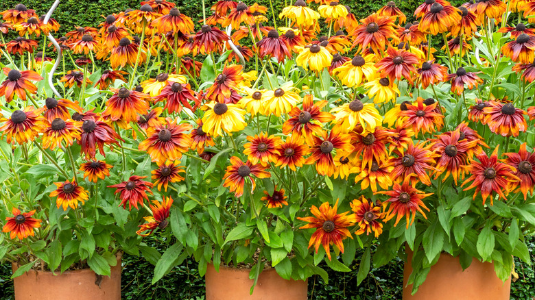 A vibrant display or red and orange coneflowers, all growing in pots