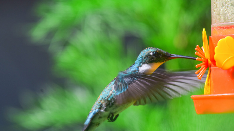 A hummingbird hovering in front of a feeder