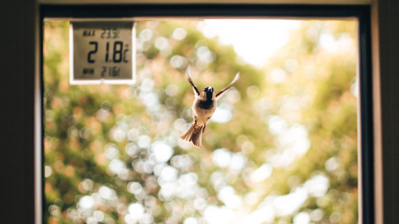 A bird flying toward a window