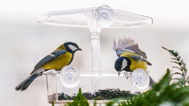 Titmice feeding from a see-through window feeder