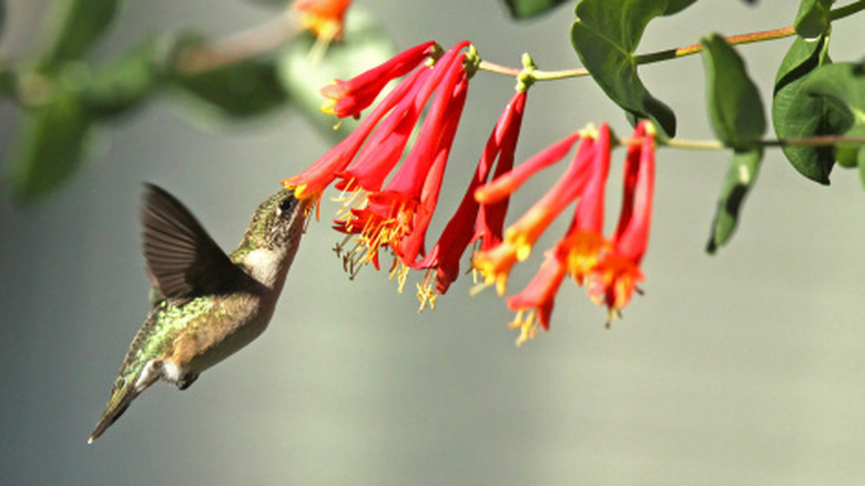 A hummingbird feeding from red honeysuckle flowers