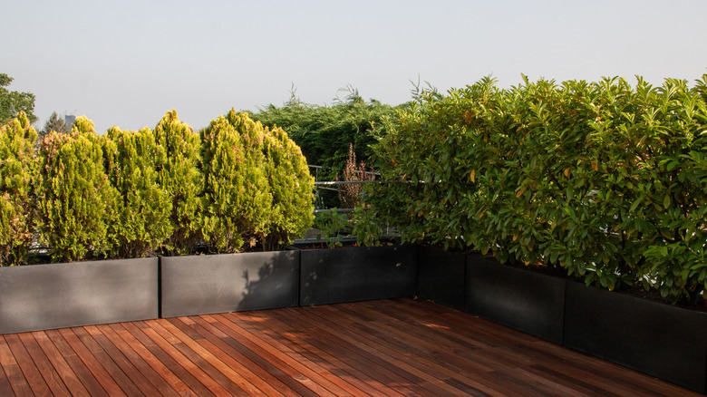 A wooden deck surrounded by potted conifers