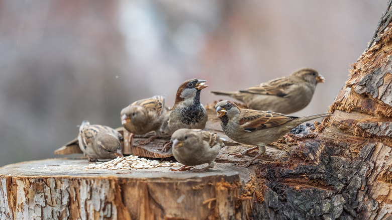 A flock of house sparrows eat seeds placed on a cut tree stump.