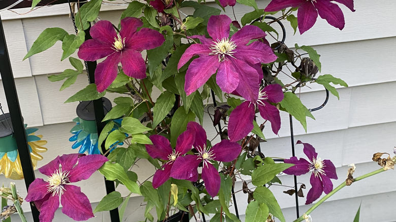 clematis climbing a curved trellis similar to what would work around a downspout